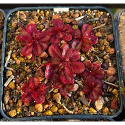 Drosera tubaestylis 'type, Perth form'
