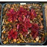 Drosera tubaestylis 'type, Perth form'