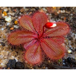 Drosera tubaestylis 'type, Perth form'
