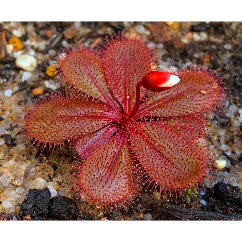 Drosera tubaestylis 'type, Perth form'