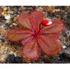 Drosera tubaestylis 'type, Perth form'