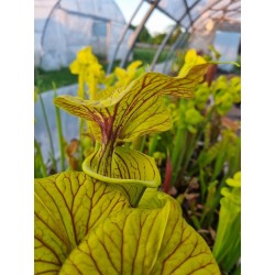 Plantes carnivores - Sarracenia flava var. ornata 'Allenton co.'
