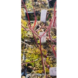 Plantes carnivores - Drosera binata 'burgundy'