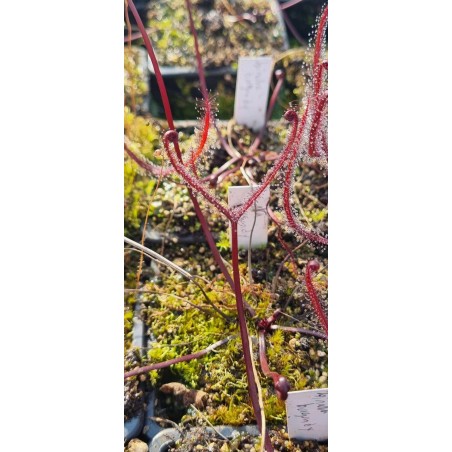 Plantes carnivores - Drosera binata 'burgundy'