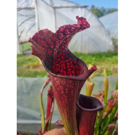 Plantes carnivores - Sarracenia X Rose marie bébé PDX-57