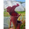 Plantes carnivores - Sarracenia X Rose marie bébé PDX-57