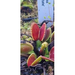 Plantes carnivores - Dionaea 'adentate'