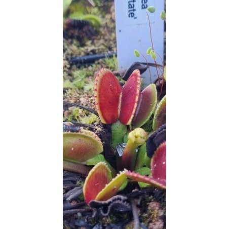 Plantes carnivores - Dionaea 'adentate'