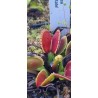 Plantes carnivores - Dionaea 'adentate'