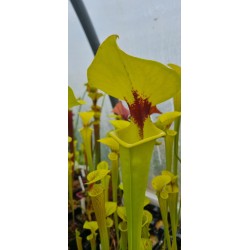 Plantes carnivores - sarracenia flava var. rugelii 'elegant'
