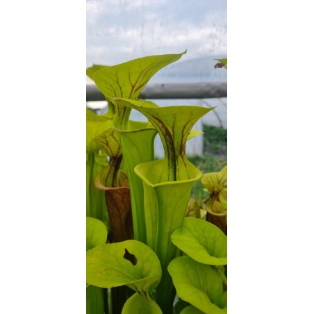Plantes carnivores - Sarracenia flava, Dahlia Bog, Greenville, Augusta