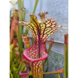 Plantes carnivores - Sarracenia X inspiration