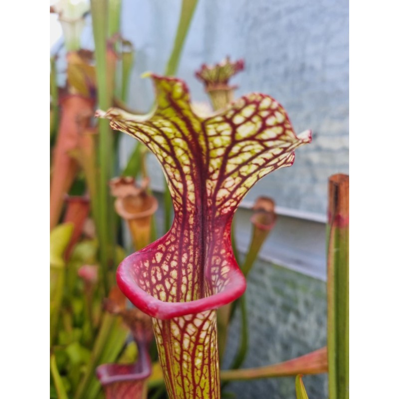 Plantes carnivores - Sarracenia X inspiration