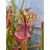 Plantes carnivores - Sarracenia X inspiration