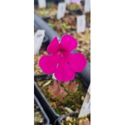 Plantes carnivores - Pinguicula laueana x moctezumae