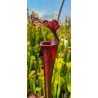 Plantes carnivores - Sarracenia