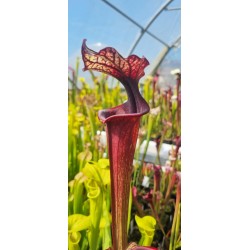 Plantes carnivores - Sarracenia