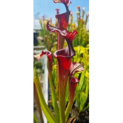 Plantes carnivores - Sarracenia