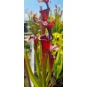 Plantes carnivores - Sarracenia