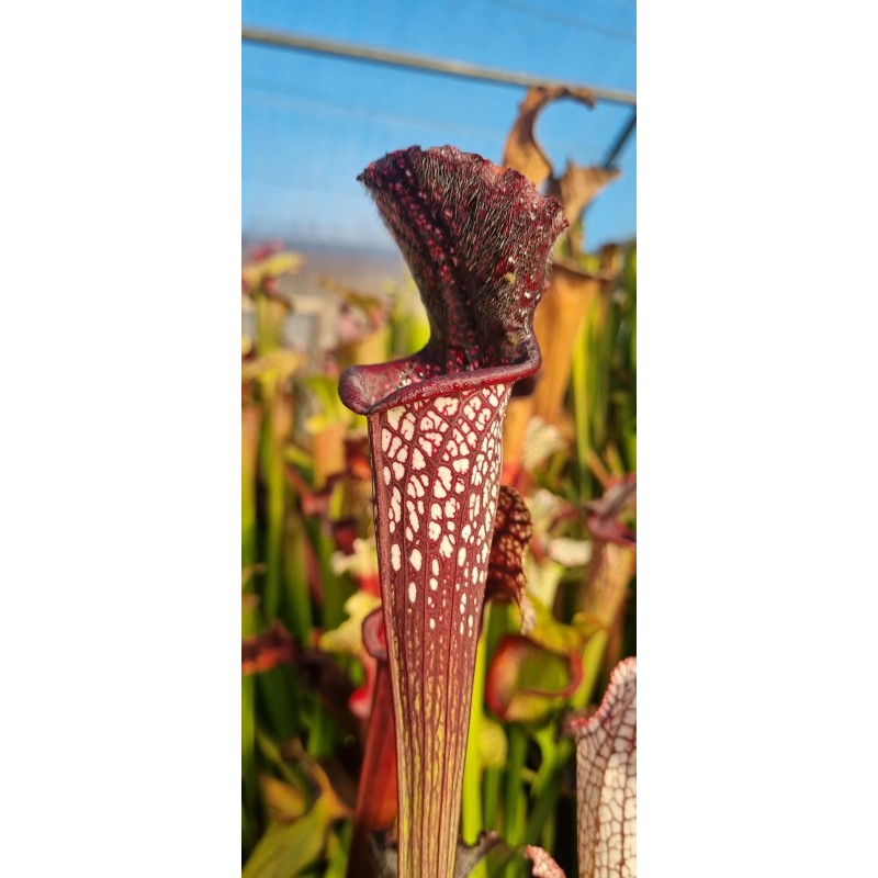 Plantes carnivores - Sarracenia leucophylla 'black sheer'