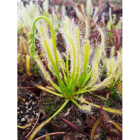 Drosera capensis 'alba'