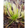 Drosera capensis 'alba'