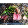 Dionaea 'galaxy'