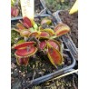 Dionaea 'tiger teeth'