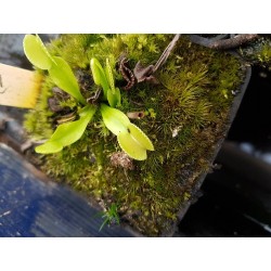 Dionaea 'green wizard'