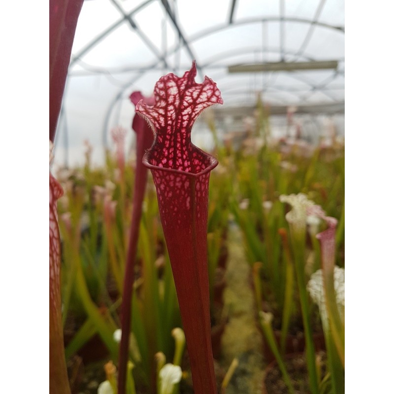 Sarracenia leucophylla 'red burgundy'
