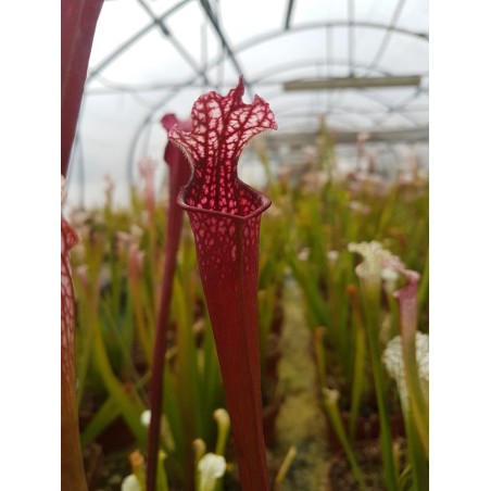 Sarracenia leucophylla 'red burgundy'