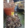 Stylidium assimile