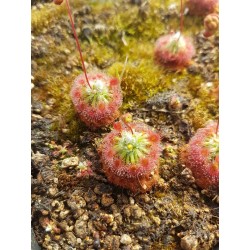 Drosera callistos