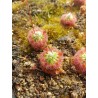 Drosera callistos
