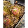 Drosera callistos
