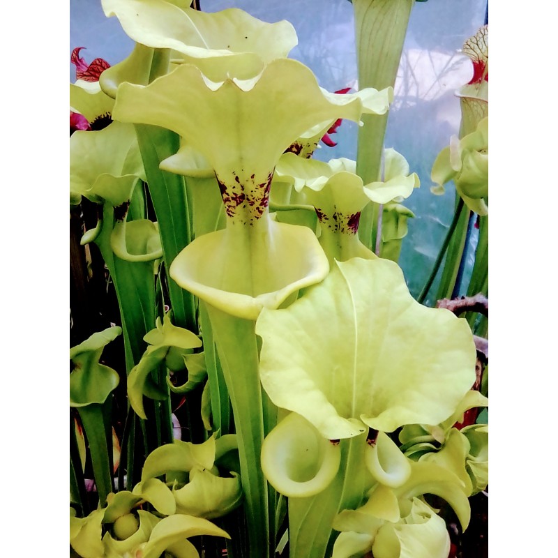 Sarracenia flava var. rugelii 'F51 mk'