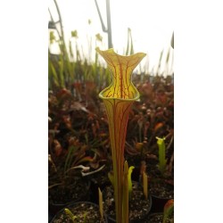 Sarracenia oreophila 'heavy veined'