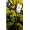 Dionaea 'dentate'
