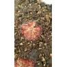 Drosera dielsiana