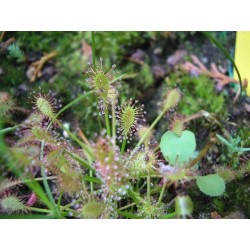 Drosera intermedia