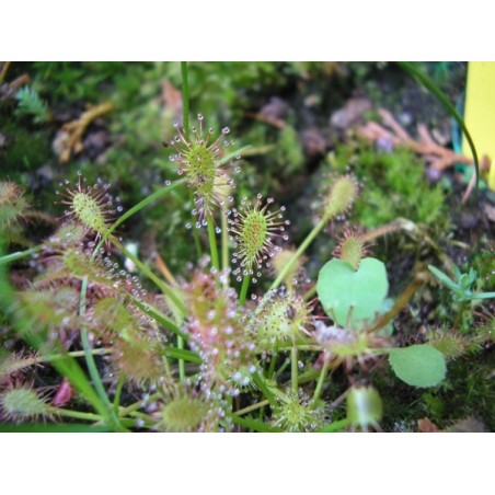 Drosera intermedia