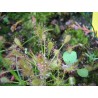 Drosera intermedia