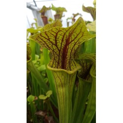 Sarracenia flava var. ornata 'super ornata'