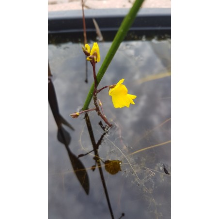 Utricularia vulgaris
