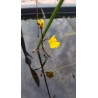 Utricularia vulgaris