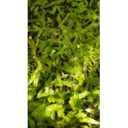Utricularia involvens `Gunung Jerai, Malaysia, above 650 m