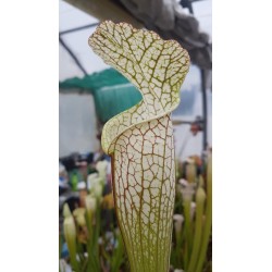 Sarracenia leucophylla 'white top, fine red veins'