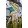 Sarracenia leucophylla 'white top, fine red veins'