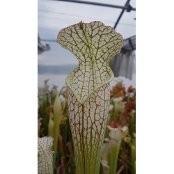 Sarracenia leucophylla 'white top, fine red veins'
