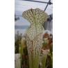 Sarracenia leucophylla 'white top, fine red veins'